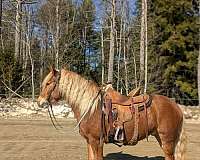 cow-haflinger-horse
