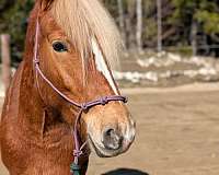 white-spots-on-upper-right-hind-near-stifle-horse