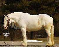 tobiano-palomino-horse