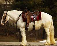 all-around-gypsy-vanner-horse