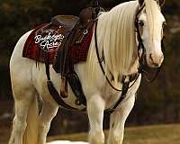 athletic-gypsy-vanner-horse