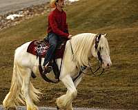 blue-eyed-gypsy-vanner-horse