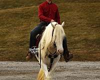 companion-gypsy-vanner-horse