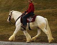 driving-gypsy-vanner-horse