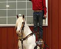 flashy-gypsy-vanner-horse