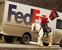 husband-safe-gypsy-vanner-horse