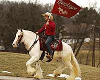 kid-safe-gypsy-vanner-horse