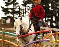 ridden-english-gypsy-vanner-horse