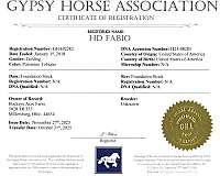 ridden-western-gypsy-vanner-horse