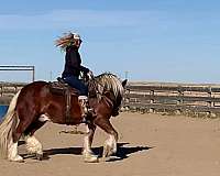 silb-ghra-gelding