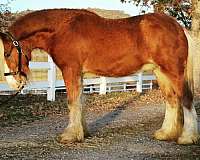 silb-gypsy-vanner-gelding
