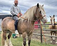 silb-ghra-horse
