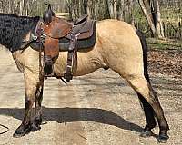 see-pictures-horse