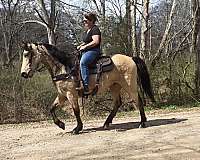 buckskin-see-pictures-horse