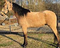 gaited-horse-tennessee-walking