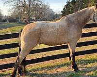 trail-gaited-horse-tennessee-walking