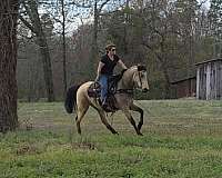show-horse-tennessee-walking