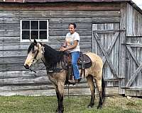 husband-safe-horse-tennessee-walking