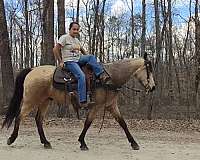 trained-gaited-horse-tennessee-walking