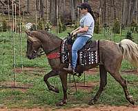 trained-gaited-horse-rocky-mountain