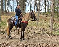trained-gaited-horse-mare
