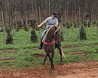 see-pictures-horse