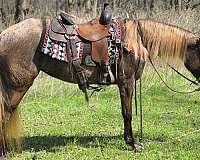 chocolate-see-pictures-horse
