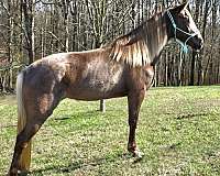 gaited-horse-rocky-mountain