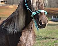 family-horse-rocky-mountain