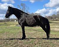 black-see-pictures-horse