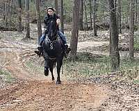 gaited-horse-kentucky-mountain