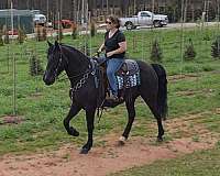 trail-gaited-horse-kentucky-mountain