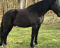 husband-safe-horse-kentucky-mountain