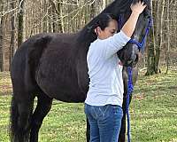 trained-gaited-horse-kentucky-mountain