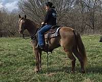 chocolate-classical-horse