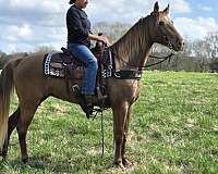 chocolate-homozygous-black-horse