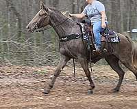 see-pictures-horse