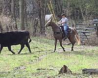 chocolate-see-pictures-horse