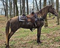 gaited-horse-tennessee-walking