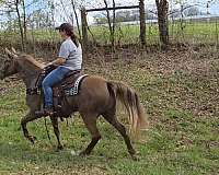 trail-gaited-horse-tennessee-walking