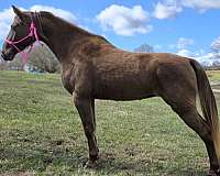 family-horse-tennessee-walking