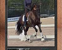 bay-black-pre-stallion