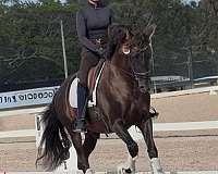 dressage-andalusian-horse