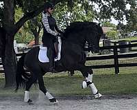 show-andalusian-horse