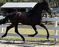 dressage-performance-colt