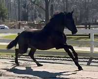 all-around-andalusian-horse