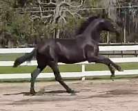 athletic-andalusian-horse