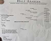 endurance-half-arabian-horse