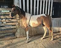 all-around-half-arabian-horse