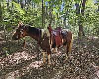 athletic-half-arabian-horse